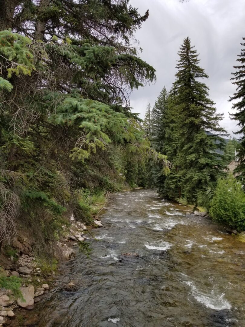 Forest with crystal clear River and water fall