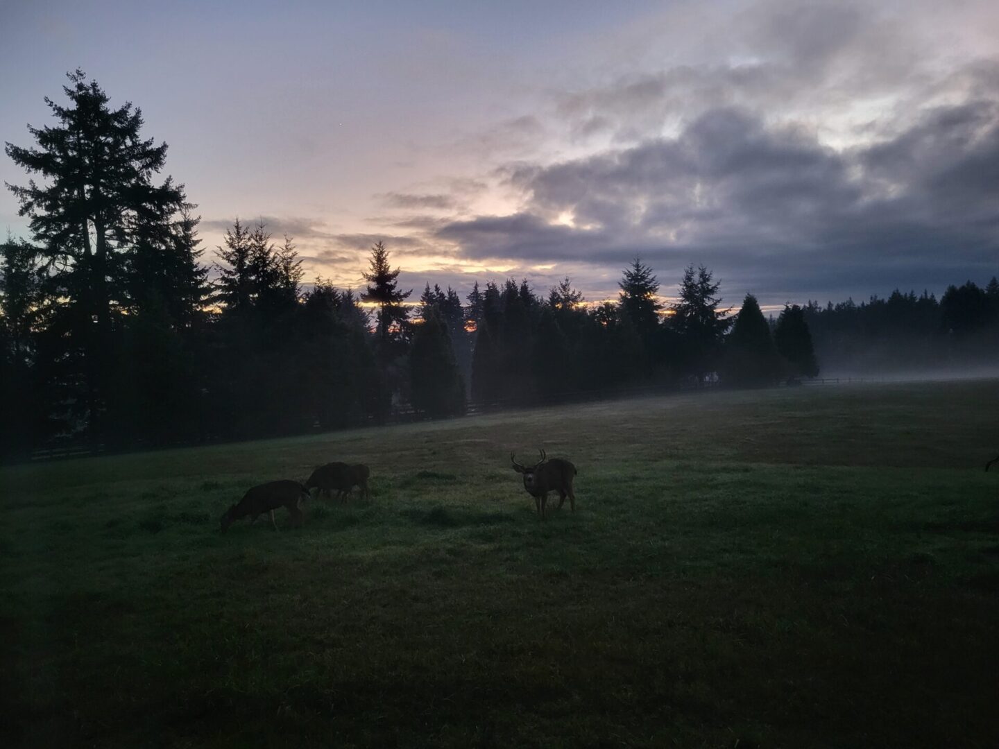 a bul and cow elks in a foggy meadow