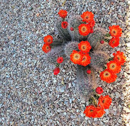 Cactus flowers