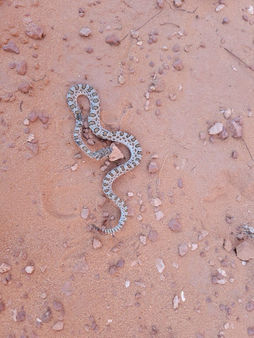 A snake at the Arches national Park utah